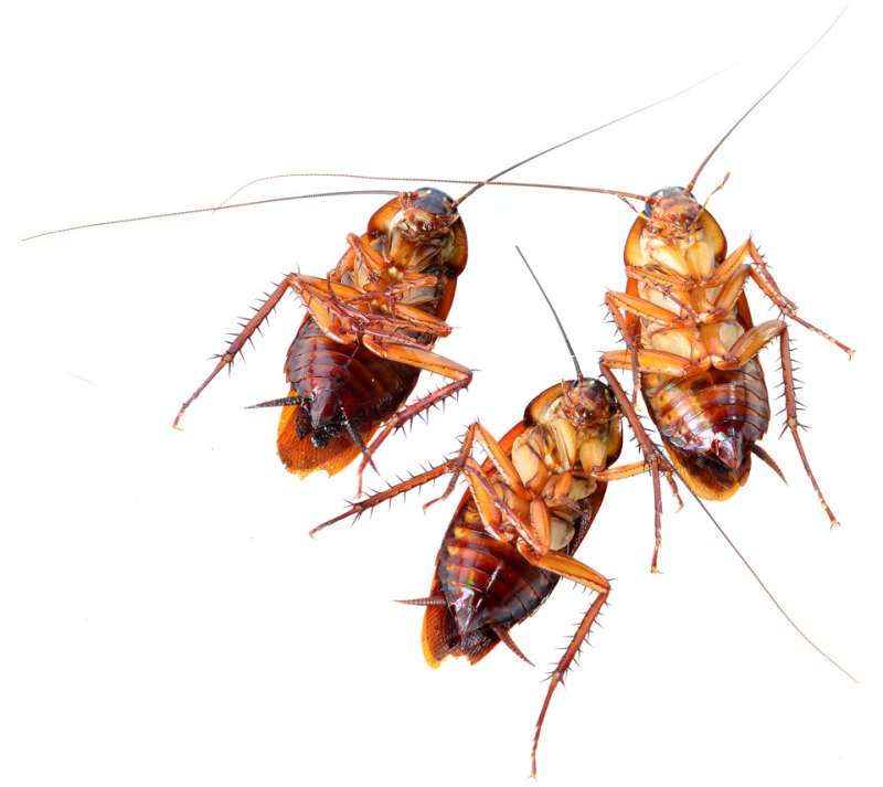 Stored Product Pest Control